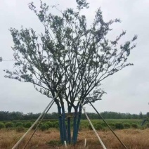 丛生朴树绿化园林自家种植产地直发量大从优