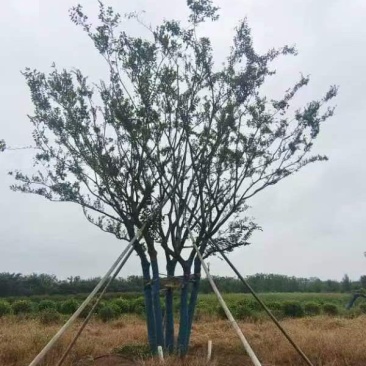 丛生朴树绿化园林自家种植产地直发量大从优