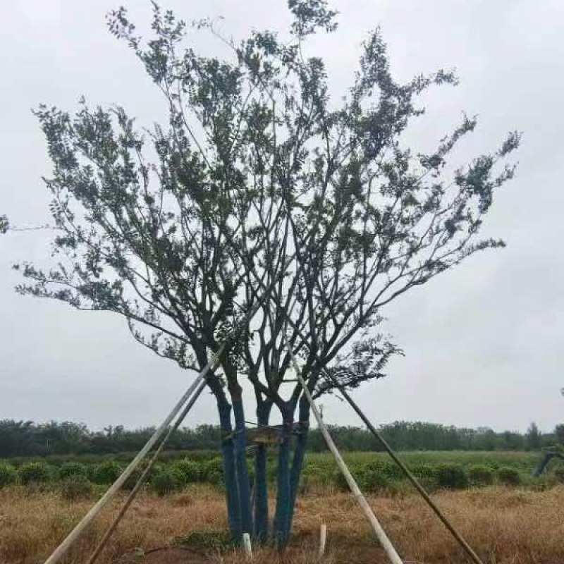 丛生朴树绿化园林自家种植产地直发量大从优