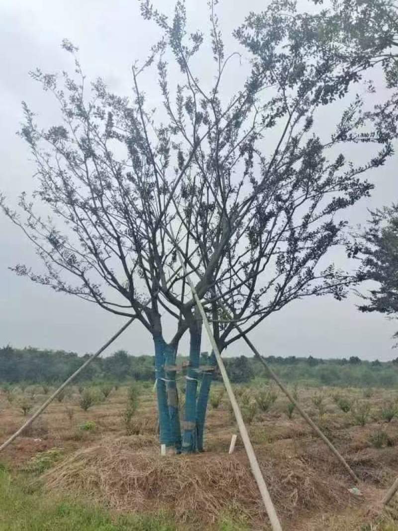 丛生朴树绿化园林自家种植产地直发量大从优