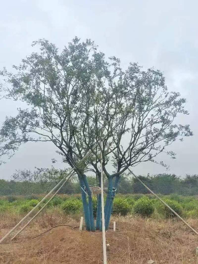 丛生朴树绿化园林自家种植产地直发量大从优