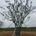 丛生朴树绿化园林自家种植产地直发量大从优
