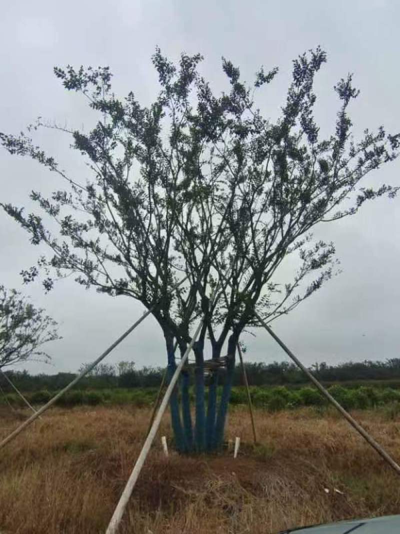 丛生朴树绿化园林自家种植产地直发量大从优