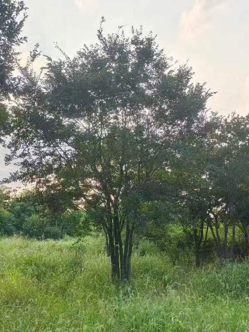 丛生朴树绿化园林自家种植产地直发量大从优