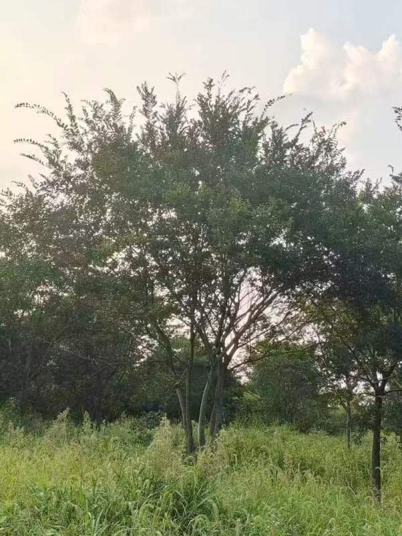 丛生朴树绿化园林自家种植产地直发量大从优