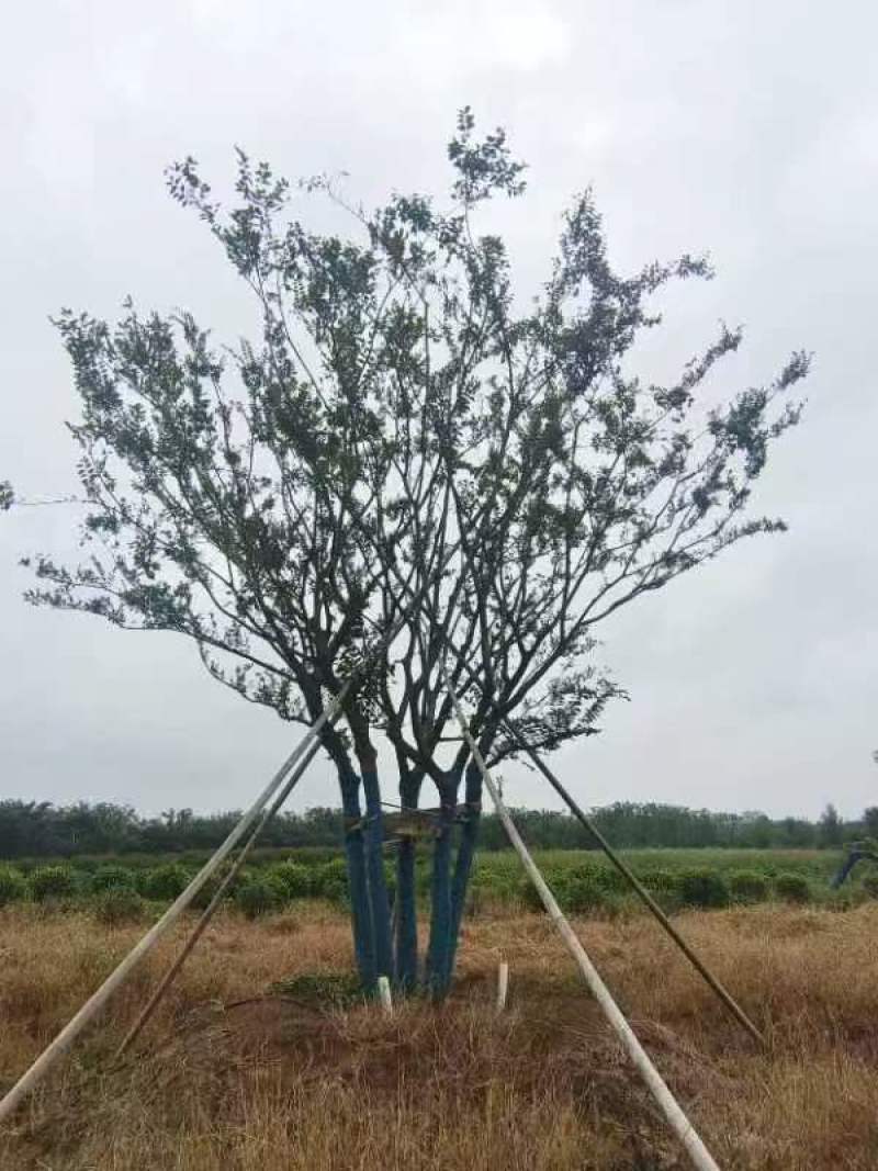 丛生朴树绿化园林自家种植产地直发量大从优