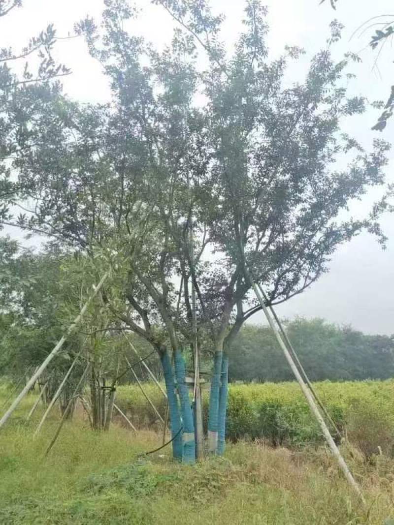 丛生朴树绿化园林自家种植产地直发量大从优