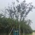 丛生朴树绿化园林自家种植产地直发量大从优