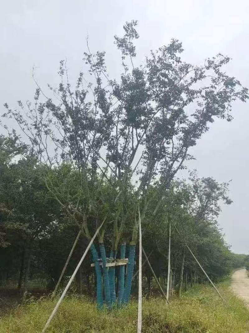 丛生朴树绿化园林自家种植产地直发量大从优