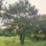 丛生朴树绿化园林自家种植产地直发量大从优