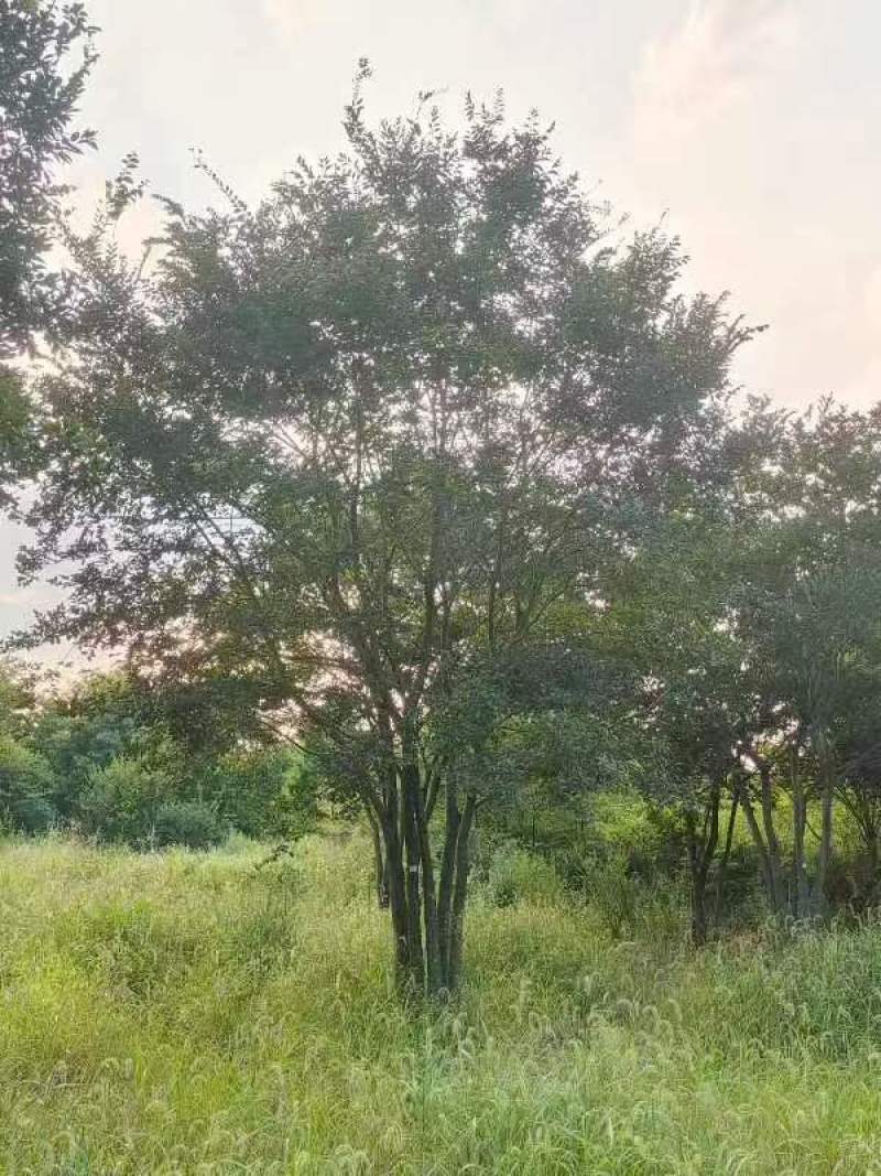 丛生朴树绿化园林自家种植产地直发量大从优