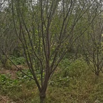 红梅