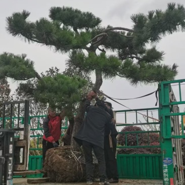 造型黑松绿化园林自家种植产地直发量大从优