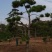 造型黑松绿化园林自家种植产地直发量大从优