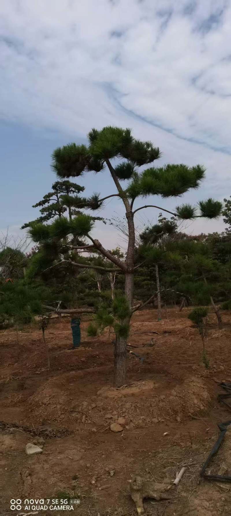 造型黑松绿化园林自家种植产地直发量大从优
