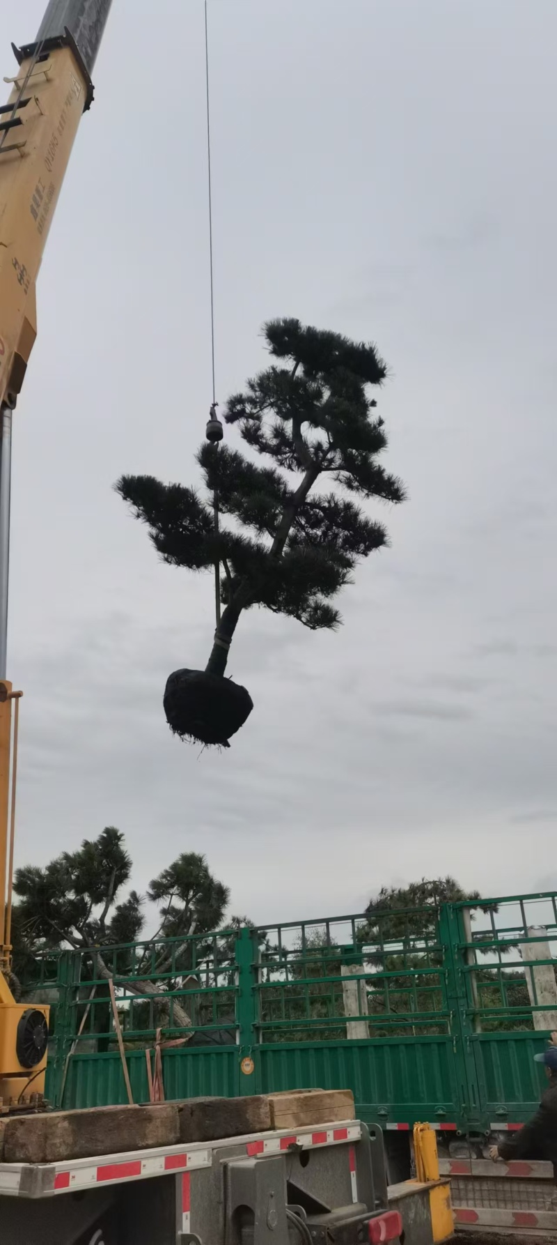 造型黑松绿化园林自家种植产地直发量大从优