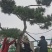 造型黑松绿化园林自家种植产地直发量大从优