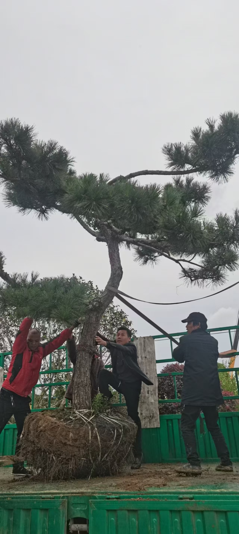 造型黑松绿化园林自家种植产地直发量大从优