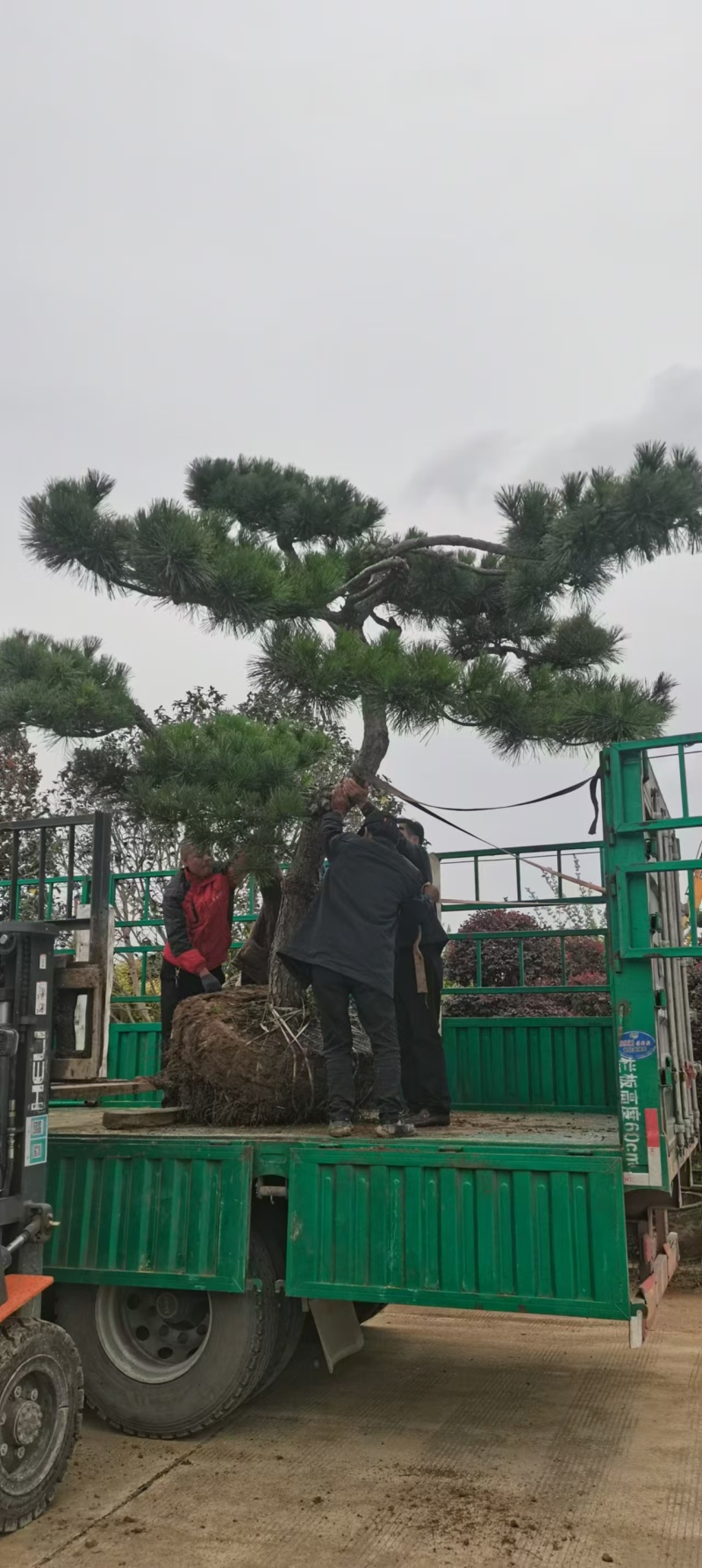 造型黑松绿化园林自家种植产地直发量大从优