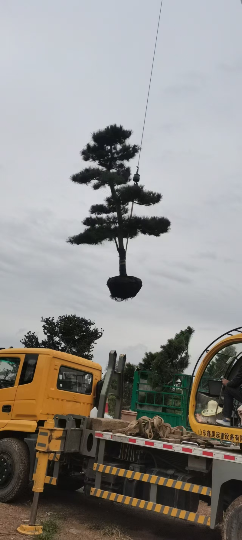 造型黑松绿化园林自家种植产地直发量大从优