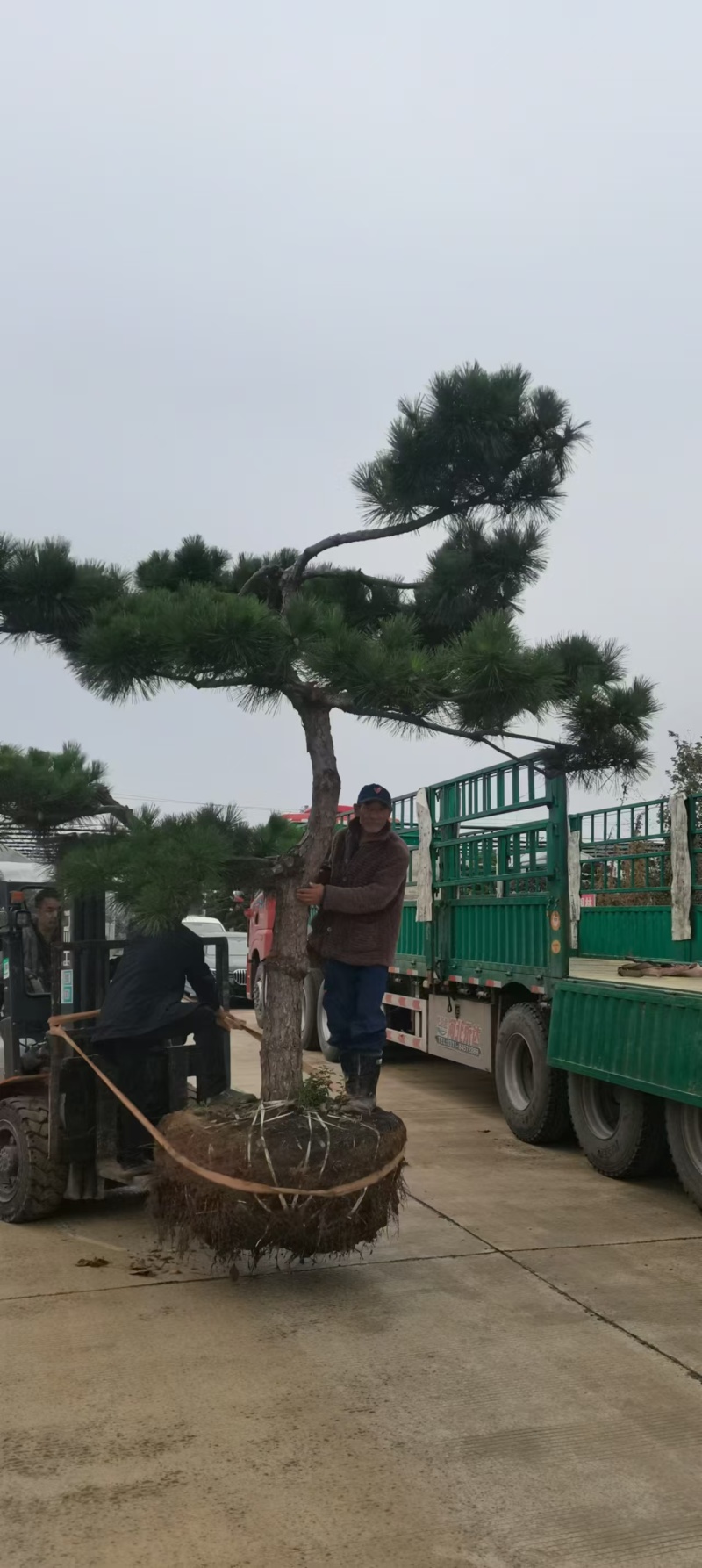 造型黑松绿化园林自家种植产地直发量大从优