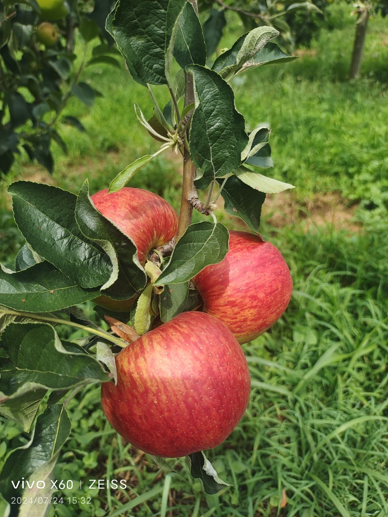 红露苹果