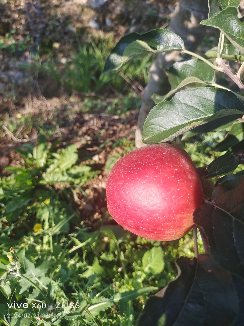 红露苹果