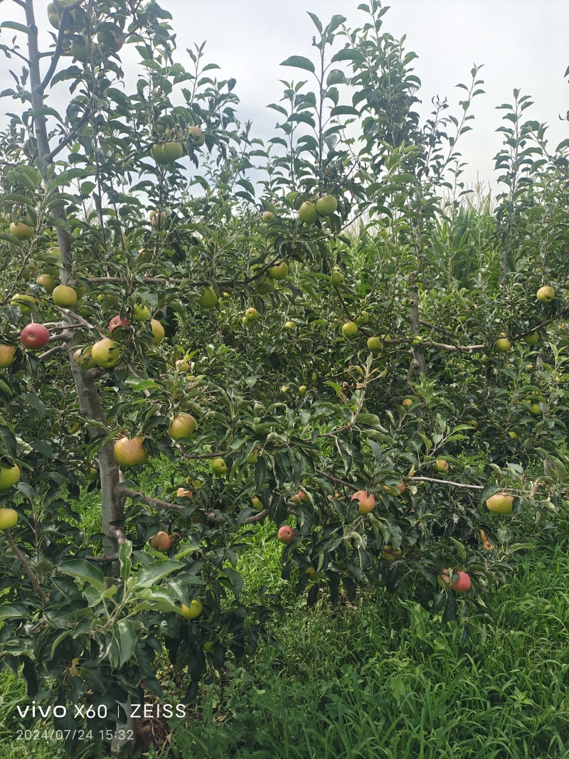 红露苹果