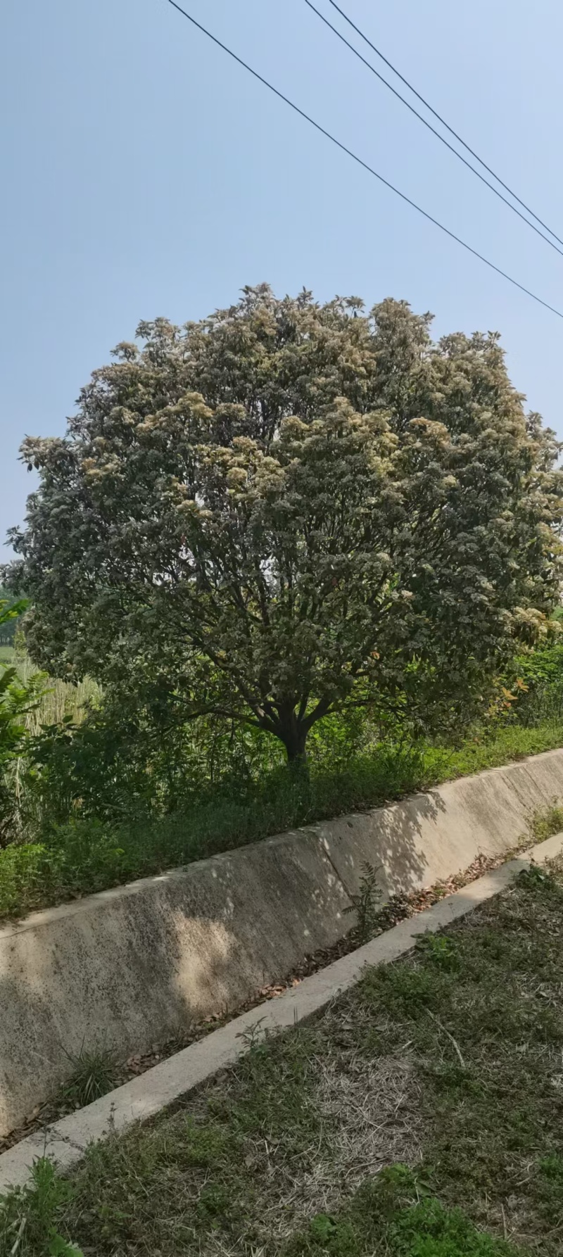 红叶石楠树
