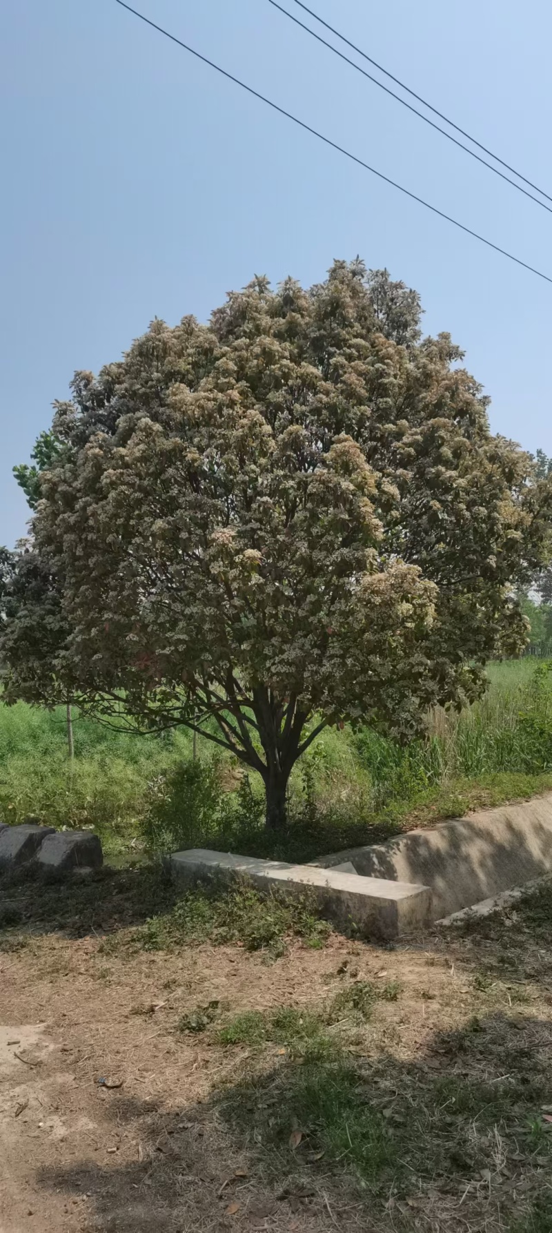 红叶石楠树