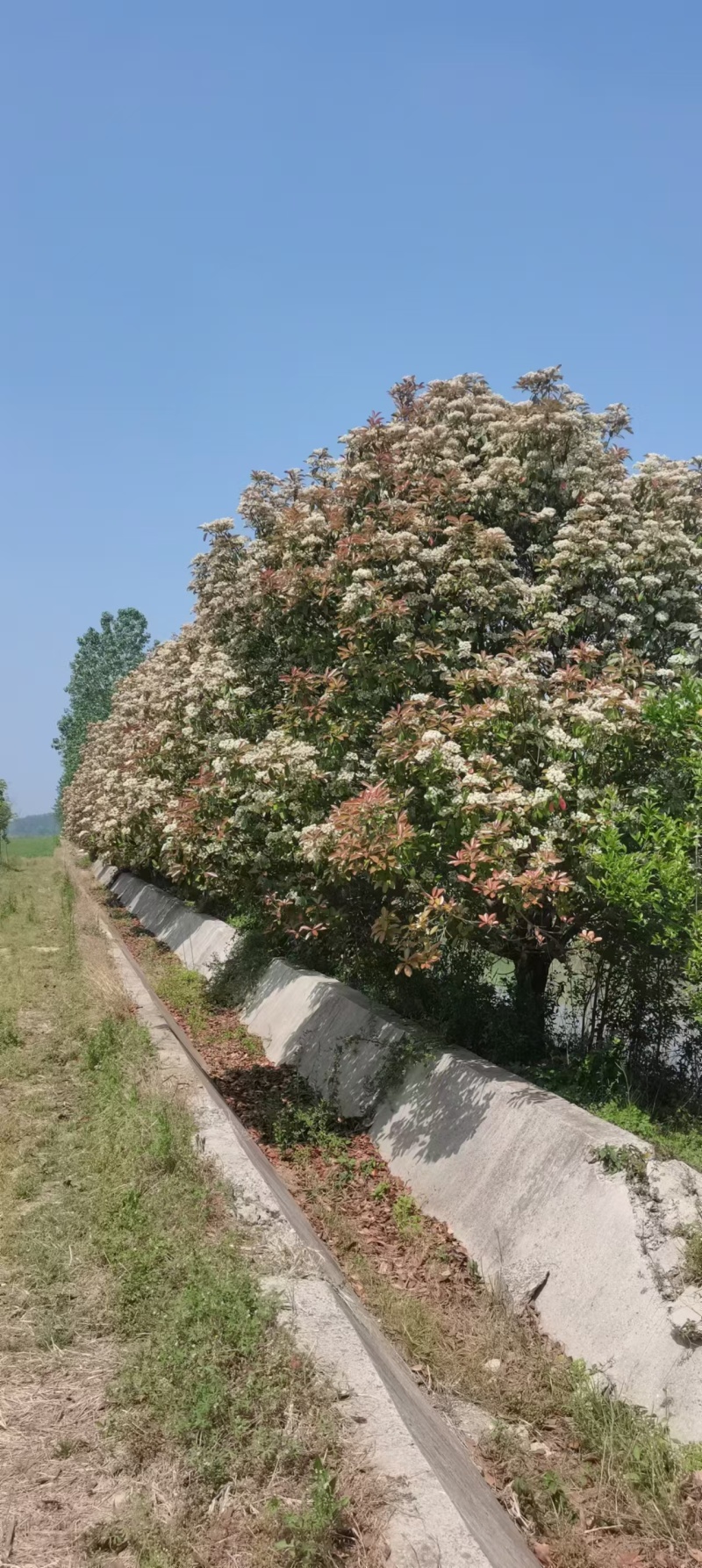 红叶石楠树