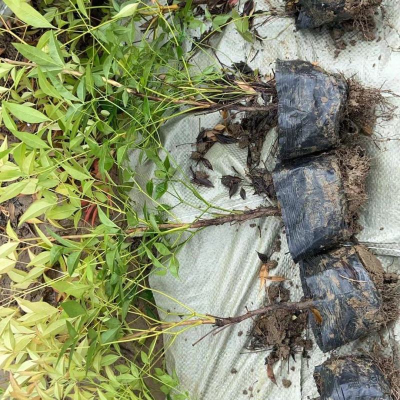 精品南天竹大杯，产地直发货源充足，诚信卖家欢迎选购