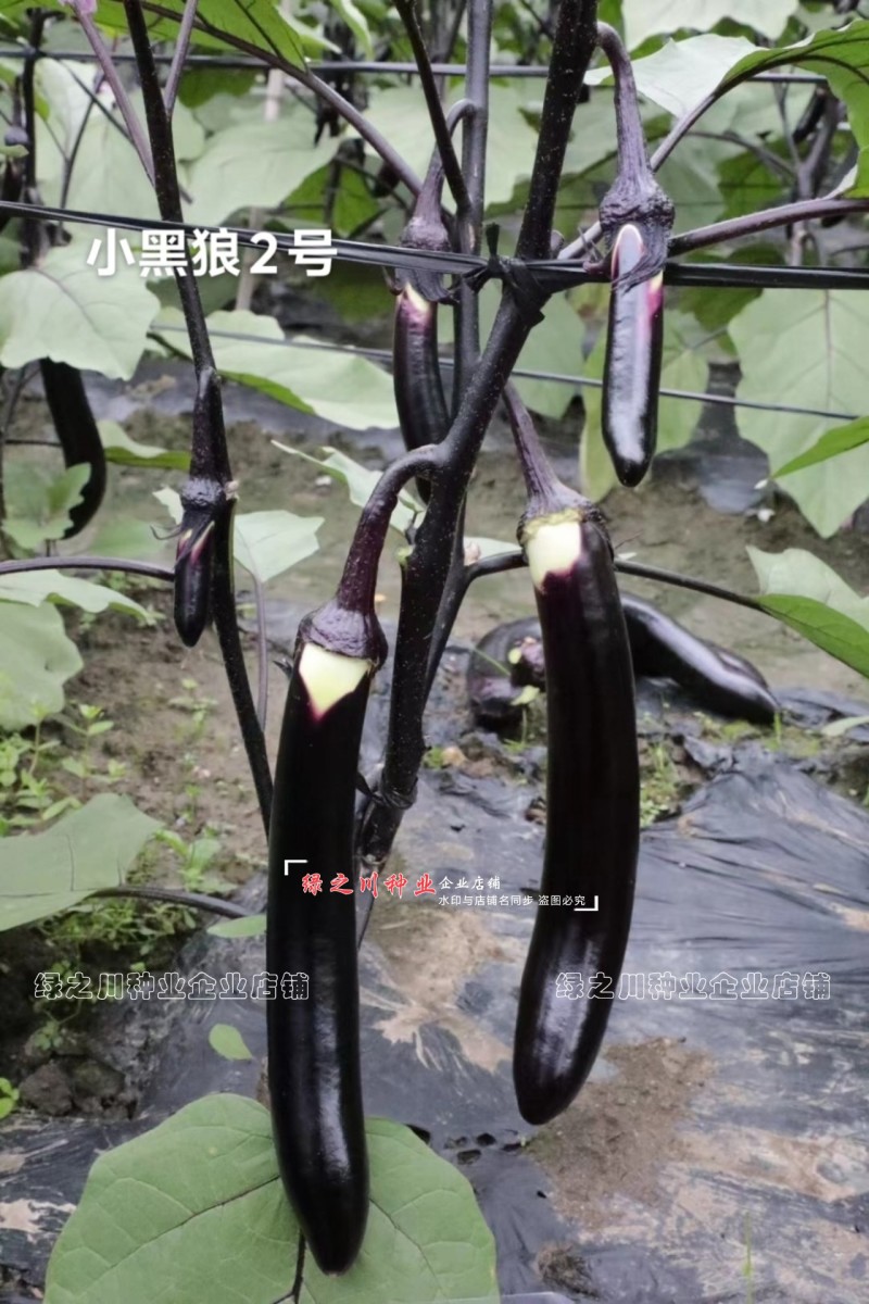 北方热销紫萼绿裤黑油亮绿肉小长条茄子种子小黑狼长茄种子