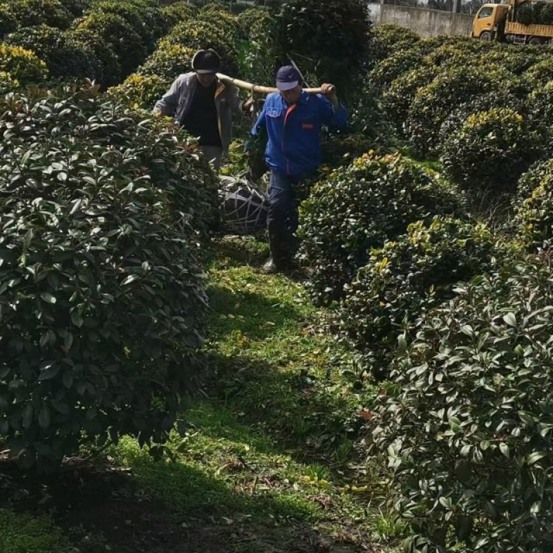 红叶石楠球