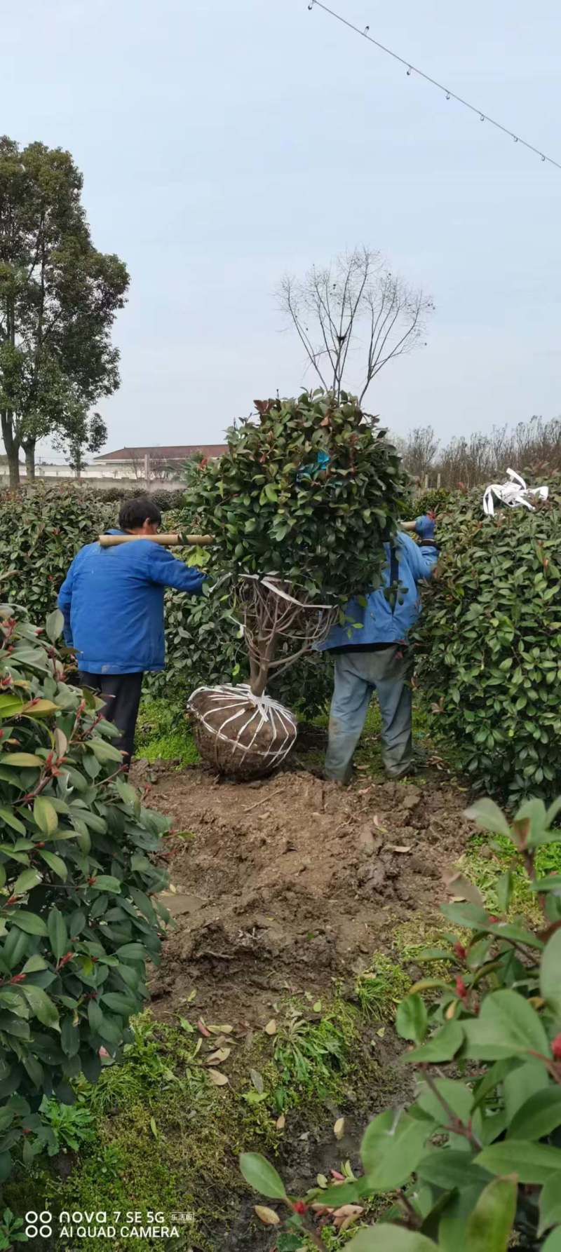 红叶石楠球