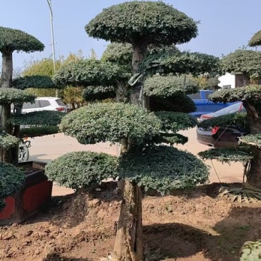 对节白蜡绿化园林自家种植产地直发量大从优