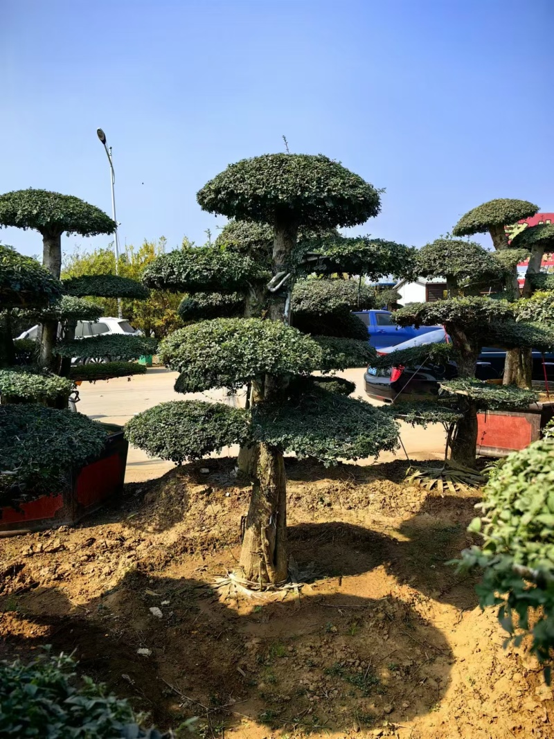 对节白蜡绿化园林自家种植产地直发量大从优
