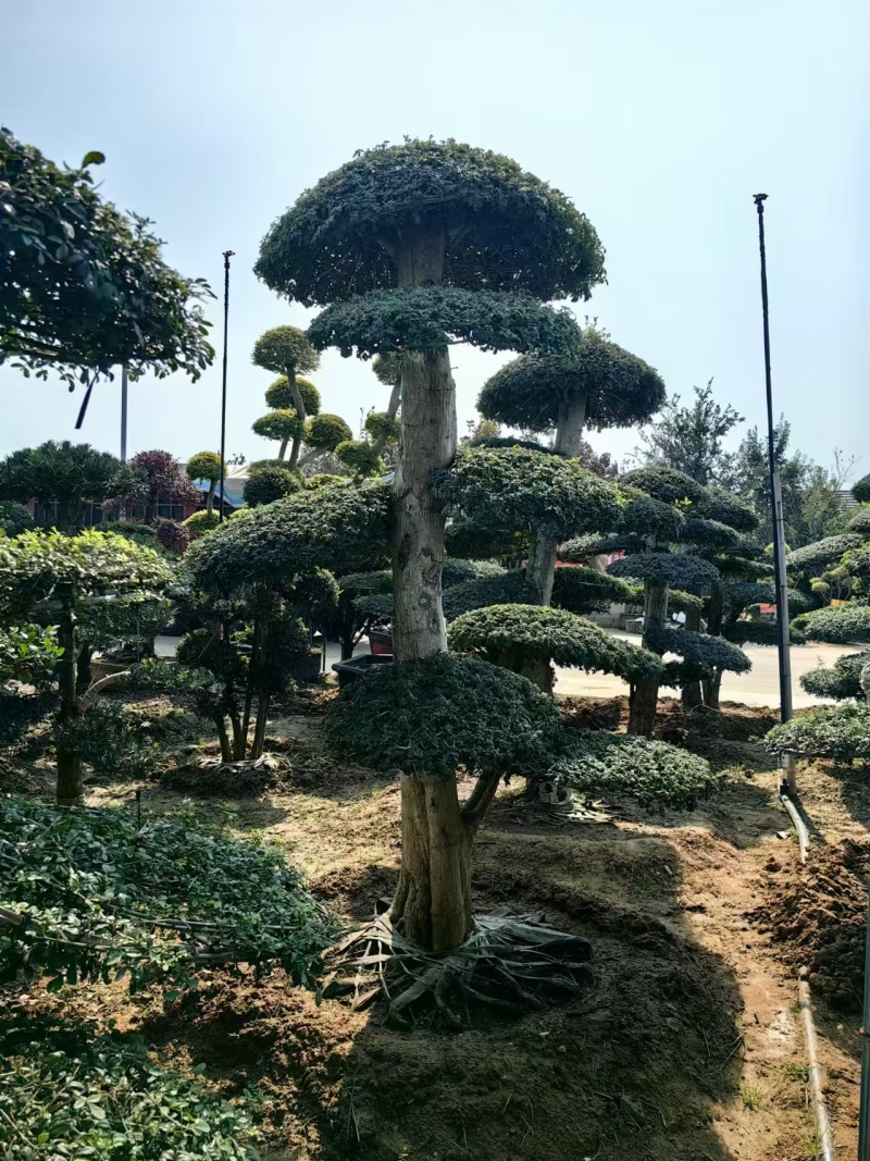 对节白蜡绿化园林自家种植产地直发量大从优