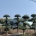对节白蜡绿化园林自家种植产地直发量大从优