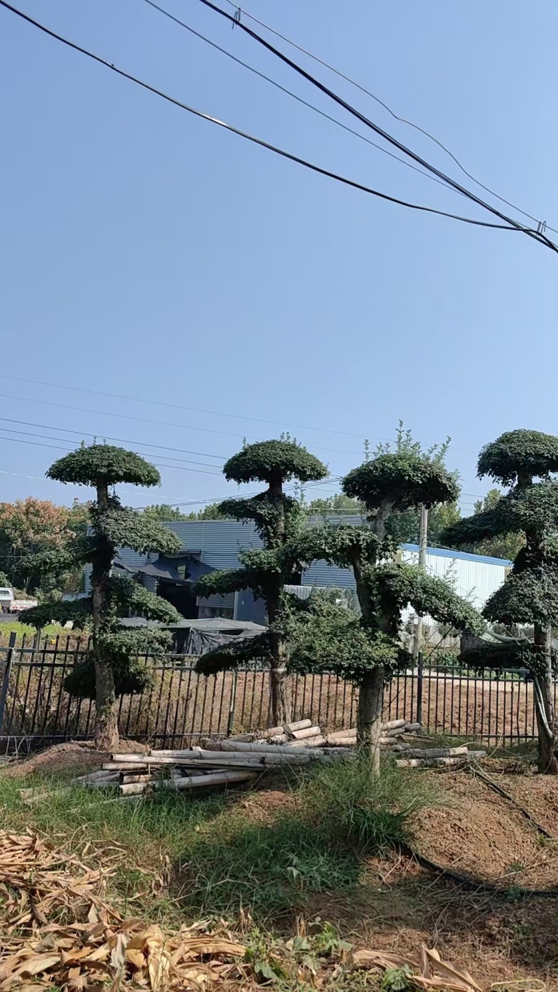 对节白蜡绿化园林自家种植产地直发量大从优
