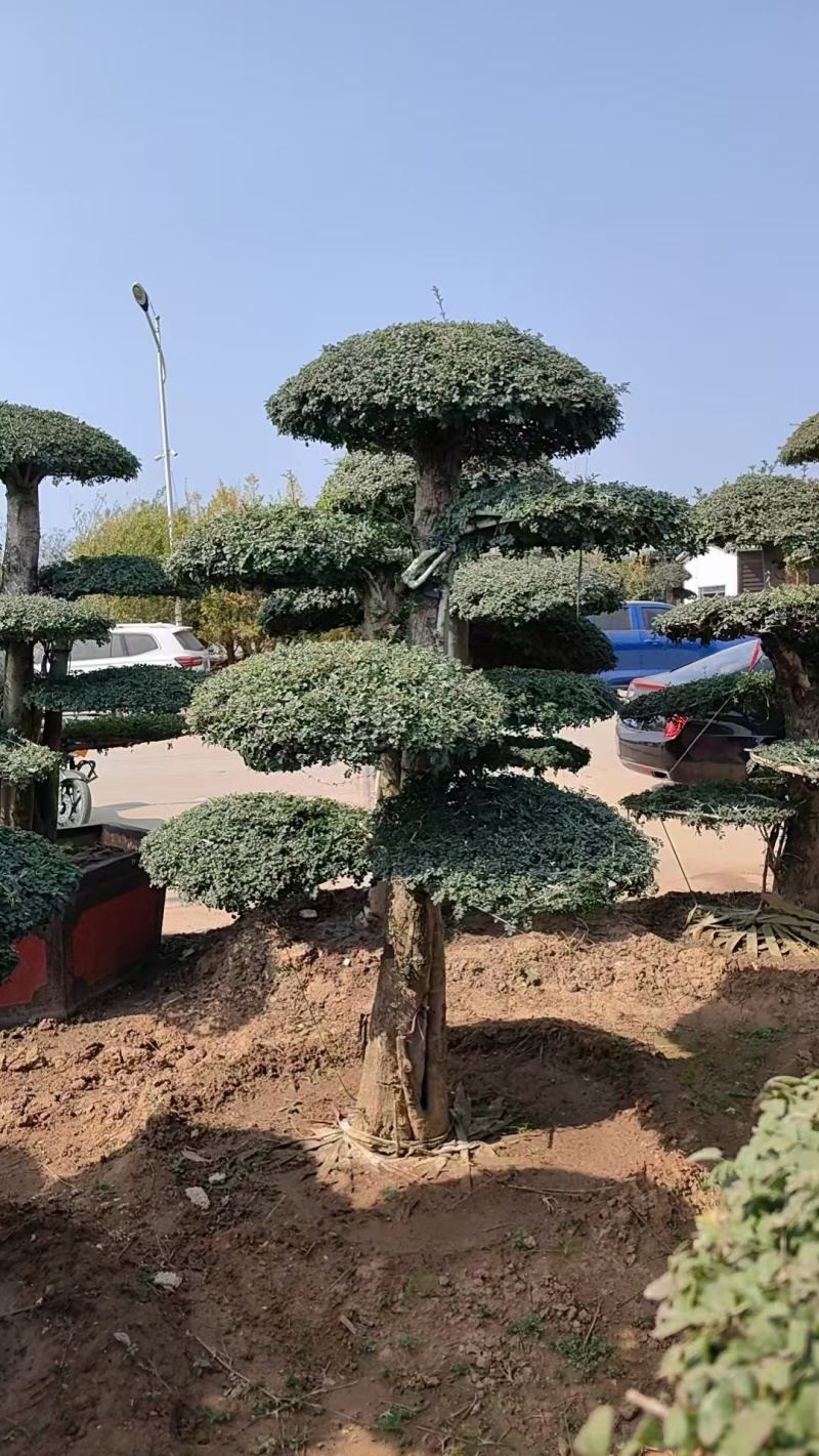 对节白蜡绿化园林自家种植产地直发量大从优