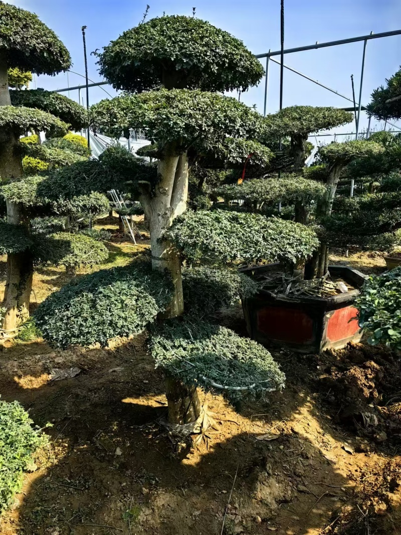 对节白蜡绿化园林自家种植产地直发量大从优