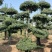对节白蜡绿化园林自家种植产地直发量大从优