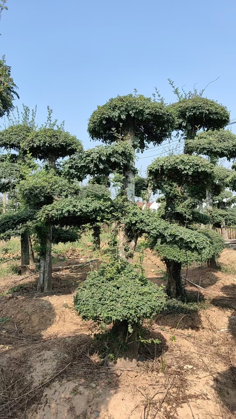 对节白蜡绿化园林自家种植产地直发量大从优
