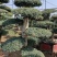 对节白蜡绿化园林自家种植产地直发量大从优