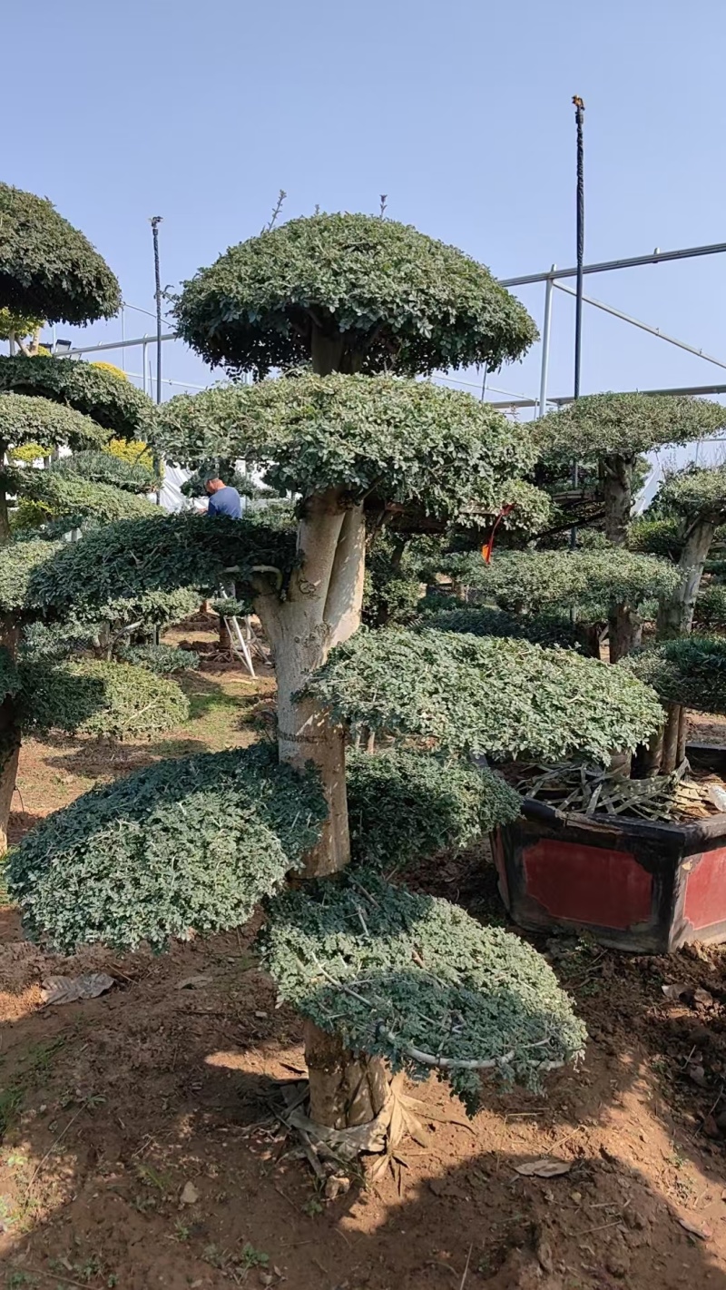 对节白蜡绿化园林自家种植产地直发量大从优