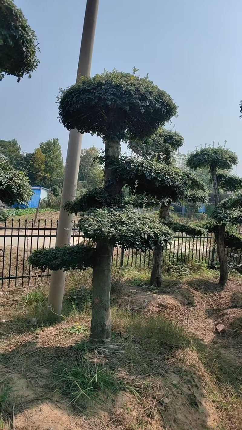对节白蜡绿化园林自家种植产地直发量大从优