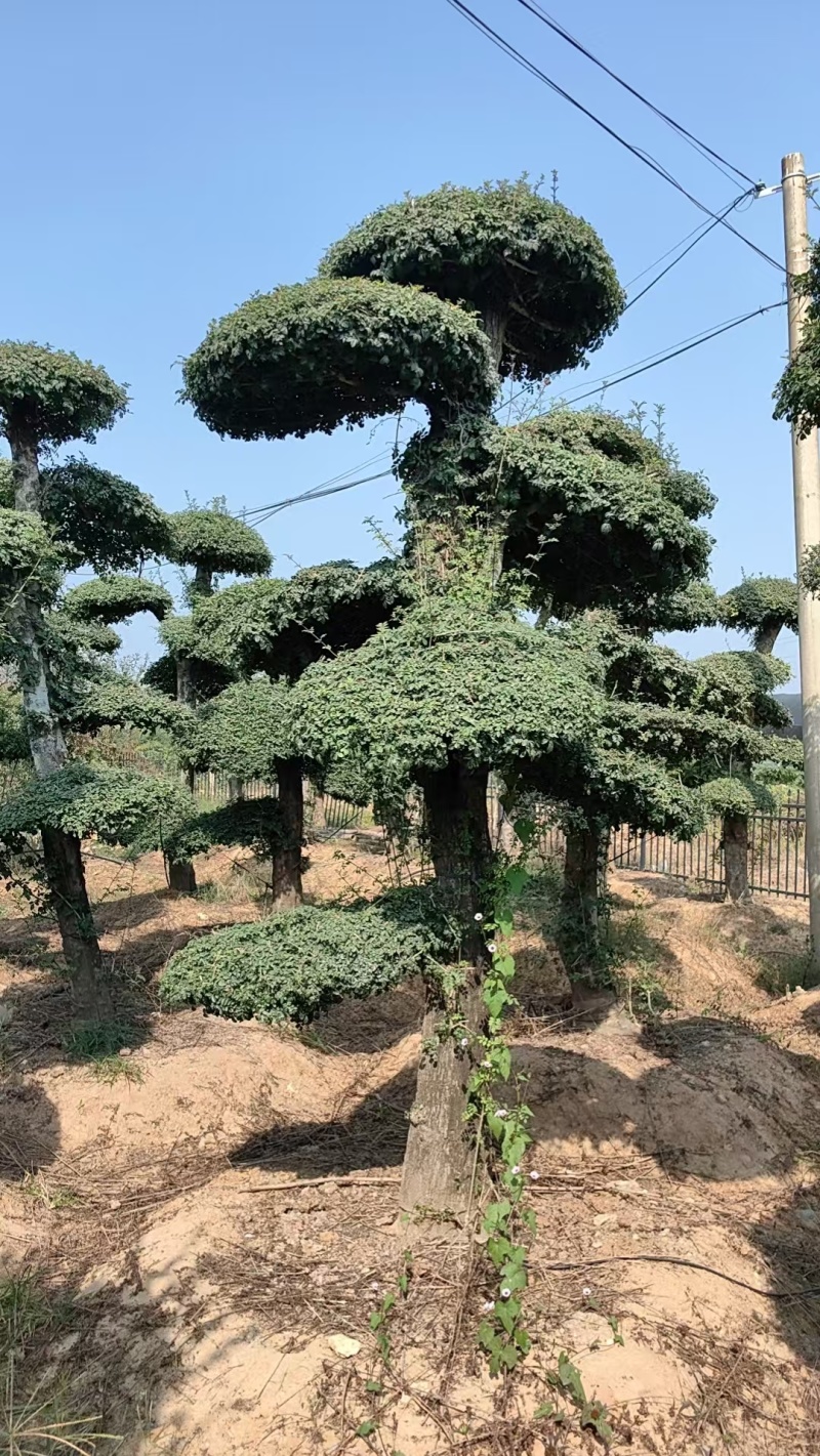 对节白蜡绿化园林自家种植产地直发量大从优