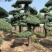 对节白蜡绿化园林自家种植产地直发量大从优