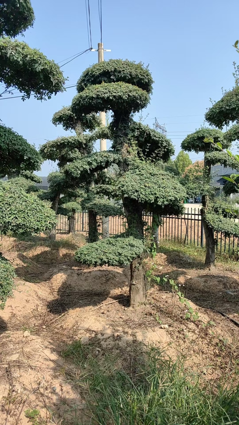 对节白蜡绿化园林自家种植产地直发量大从优